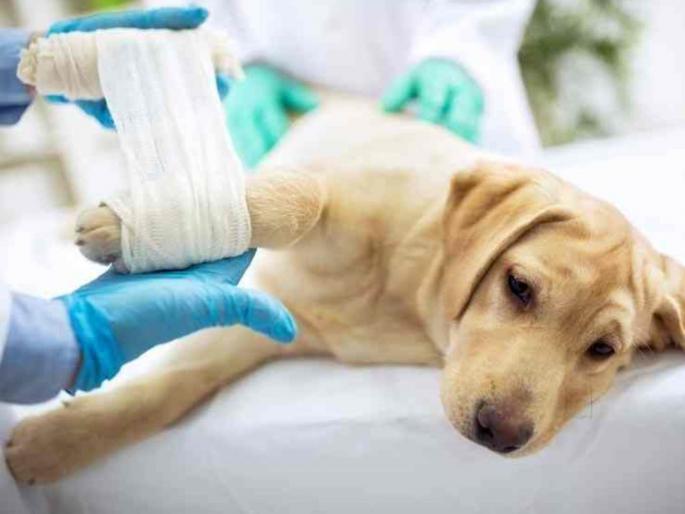 in mumbai new animal hospital in mahalakshmi will be in service till the end of june  | पाळीव प्राण्यांच्या सुदृढ आरोग्यासाठी आणखी एक रुग्णालय; महालक्ष्मी येथील पशुवैद्यकीय रुग्णालय लवकरच सेवेत in mumbai new animal hospital in mahalakshmi will be in service till the end of june  | पाळीव प्राण्यांच्या सुदृढ आरोग्यासाठी आणखी एक रुग्णालय; महालक्ष्मी येथील पशुवैद्यकीय रुग्णालय लवकरच सेवेत