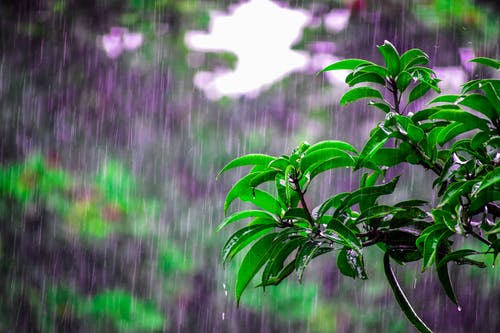Rainfall in the district surpasses ninety | जिल्ह्यात पाऊस नव्वदी पार  Rainfall in the district surpasses ninety | जिल्ह्यात पाऊस नव्वदी पार