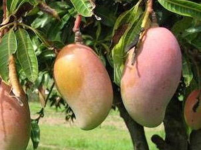 The gardener should take care when mango fruit is ready; | आंबा फळ तयार होताना बागायतदारांनी काळजी घ्यावी; संरक्षण कसे करावे? The gardener should take care when mango fruit is ready; | आंबा फळ तयार होताना बागायतदारांनी काळजी घ्यावी; संरक्षण कसे करावे?