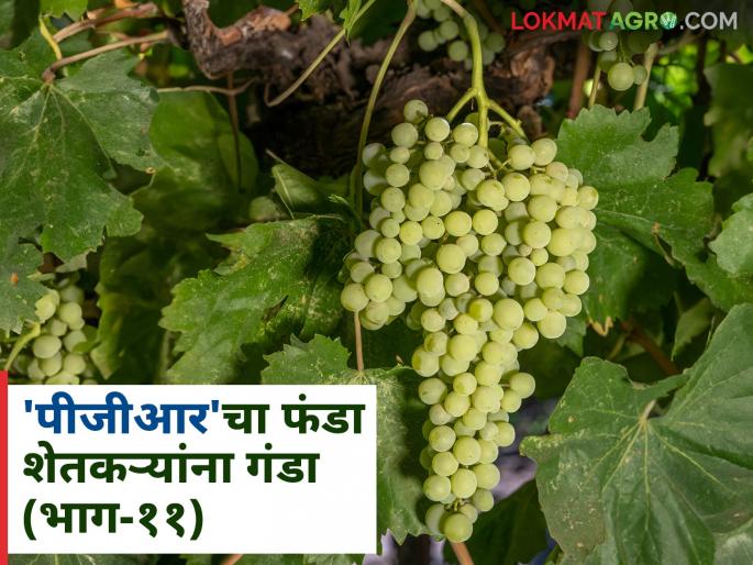 PGR in Grape : Agricultural consultants and PGR need a legal framework | PGR in Grape : कृषी सल्लागार अन् पीजीआरला हवी कायद्याची चौकट PGR in Grape : Agricultural consultants and PGR need a legal framework | PGR in Grape : कृषी सल्लागार अन् पीजीआरला हवी कायद्याची चौकट