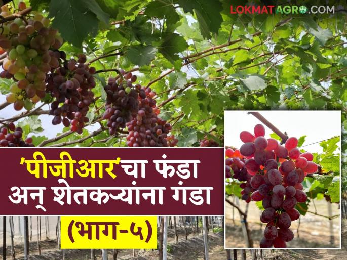 There is no law or inspection for 'PGR', just a dirty business of looting farmers; Read the case in detail | 'पीजीआर'साठी ना कायदा, ना तपासणी नुसता शेतकऱ्यांच्या लुटीचा गोरख धंदा; काय आहे प्रकरण वाचा सविस्तर There is no law or inspection for 'PGR', just a dirty business of looting farmers; Read the case in detail | 'पीजीआर'साठी ना कायदा, ना तपासणी नुसता शेतकऱ्यांच्या लुटीचा गोरख धंदा; काय आहे प्रकरण वाचा सविस्तर