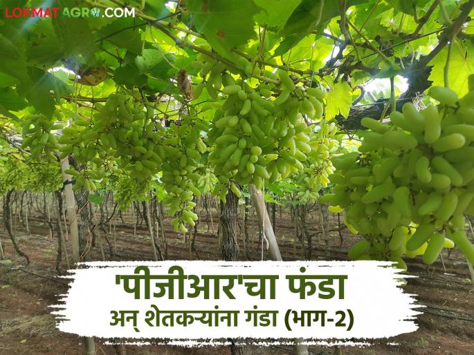 Farmers advisors get 20 percent profit from the company; Let's see how in detail | शेतकऱ्यांच्या सल्लागारांना कंपनीकडून मिळते २० टक्के मलई; कशी पाहूया सविस्तर Farmers advisors get 20 percent profit from the company; Let's see how in detail | शेतकऱ्यांच्या सल्लागारांना कंपनीकडून मिळते २० टक्के मलई; कशी पाहूया सविस्तर