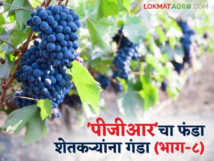 PGR in Grape : Grape consultants' fears are raised; Expectation of law for agricultural consultants | PGR in Grape : द्राक्ष सल्लागारांचे धाबे दणाणले; शेती सल्लागारांसाठी कायद्याची अपेक्षा PGR in Grape : Grape consultants' fears are raised; Expectation of law for agricultural consultants | PGR in Grape : द्राक्ष सल्लागारांचे धाबे दणाणले; शेती सल्लागारांसाठी कायद्याची अपेक्षा