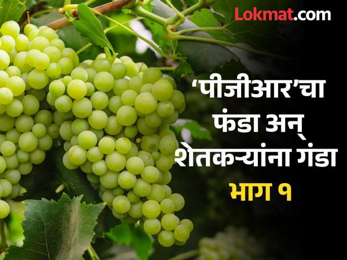 Taking advantage of the difficulties and ignorance of the farmers the crop pesticide companies spread their net everywhere, Target grape growers | शेतकऱ्यांच्या घामावर ‘पीजीआर’ कंपन्यांची छम छम; कशी करतायत लुट, उलाढाल किती.. जाणून घ्या