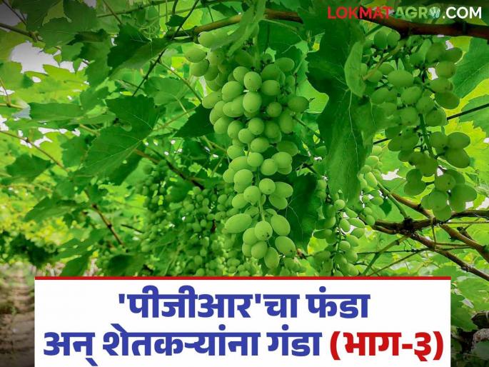 PGR in Grape : PGR is not a law of quality; promises to loot companies | PGR in Grape : पीजीआर संजीवके गुणवत्तेचा नाही कायदा; कंपन्यांच्या लुटीचा वायदा PGR in Grape : PGR is not a law of quality; promises to loot companies | PGR in Grape : पीजीआर संजीवके गुणवत्तेचा नाही कायदा; कंपन्यांच्या लुटीचा वायदा