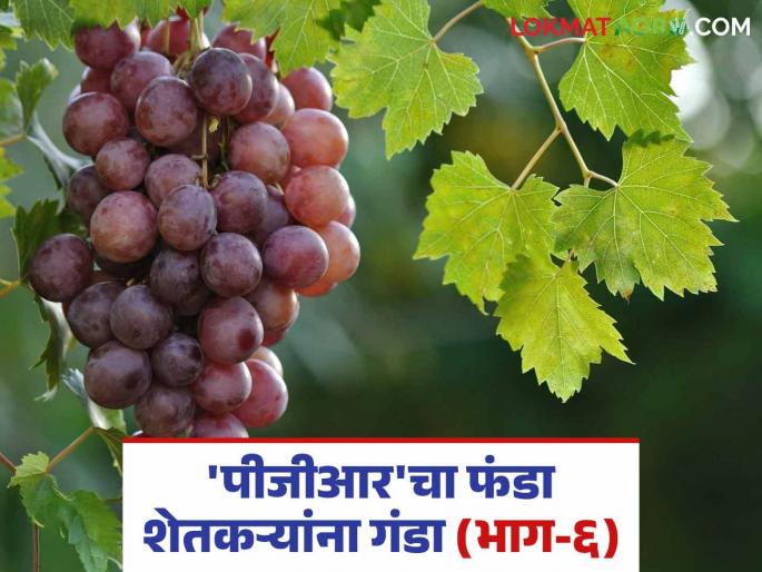 Instant wealth through PGR company; Agriculture Officials started companies in the name of relatives | पीजीआर कंपनीच्या माध्यमातून झटपट श्रीमंती; नातेवाइकांच्या नावावरच अधिकाऱ्यांनी सुरु केल्या कंपन्या Instant wealth through PGR company; Agriculture Officials started companies in the name of relatives | पीजीआर कंपनीच्या माध्यमातून झटपट श्रीमंती; नातेवाइकांच्या नावावरच अधिकाऱ्यांनी सुरु केल्या कंपन्या