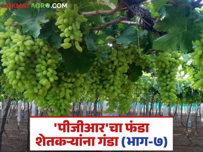 PGR in Grape: Investigation into 'PGR'; Action will be taken if the officer is found guilty | PGR in Grape : 'पीजीआर'ची चौकशी; अधिकारी दोषी आढळल्यास होणार कारवाई PGR in Grape: Investigation into 'PGR'; Action will be taken if the officer is found guilty | PGR in Grape : 'पीजीआर'ची चौकशी; अधिकारी दोषी आढळल्यास होणार कारवाई