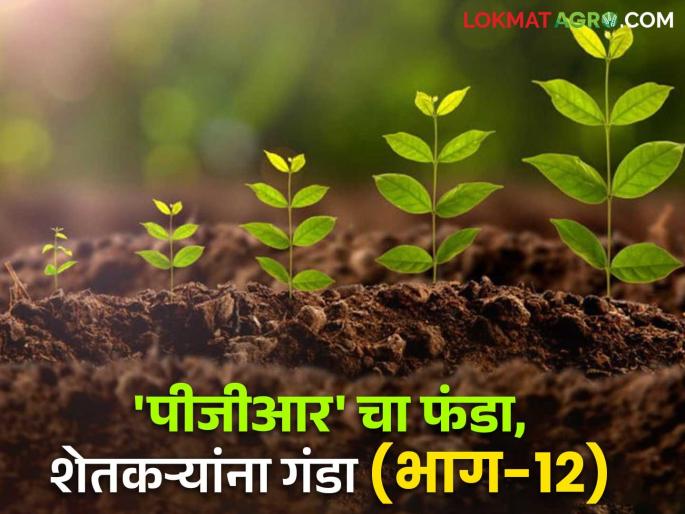 The state needs a PGR policy to stop farmers being robbed by bogus PGR companies | बोगस पीजीआर कंपन्यांकडून शेतकऱ्यांच्या लुट थांबविण्यासाठी राज्यात पीजीआर धोरण पाहिजेच The state needs a PGR policy to stop farmers being robbed by bogus PGR companies | बोगस पीजीआर कंपन्यांकडून शेतकऱ्यांच्या लुट थांबविण्यासाठी राज्यात पीजीआर धोरण पाहिजेच