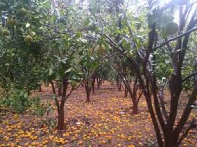 Orchards in Parner, greenhouse panchnama; Farmers waiting for help |  पारनेरमध्ये फळबागा, हरितगृहाचे पंचनामे;  शेतक-यांना मदतीची प्रतीक्षा Orchards in Parner, greenhouse panchnama; Farmers waiting for help |  पारनेरमध्ये फळबागा, हरितगृहाचे पंचनामे;  शेतक-यांना मदतीची प्रतीक्षा