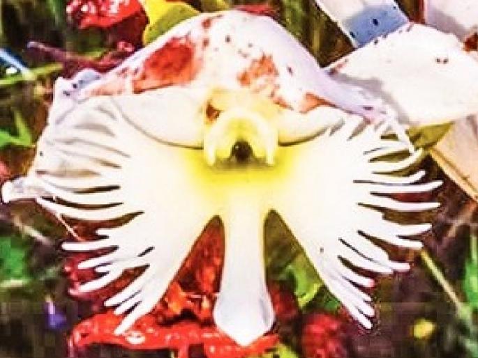 Orchid plant found in Phaltan Satara district | सातारा जिल्ह्यातील फलटणमध्ये आढळली ऑर्किड वनस्पती