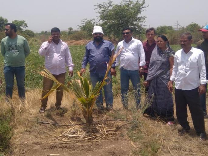 Bibi Taluka Phaltan The youth and villagers of survived by planting 1300 coconut saplings | कडक उन्हामुळे सुकू लागली रोपे, ऊस पाचटीच्या आच्छादनामुळे पुन्हा झाली हिरवीगार Bibi Taluka Phaltan The youth and villagers of survived by planting 1300 coconut saplings | कडक उन्हामुळे सुकू लागली रोपे, ऊस पाचटीच्या आच्छादनामुळे पुन्हा झाली हिरवीगार