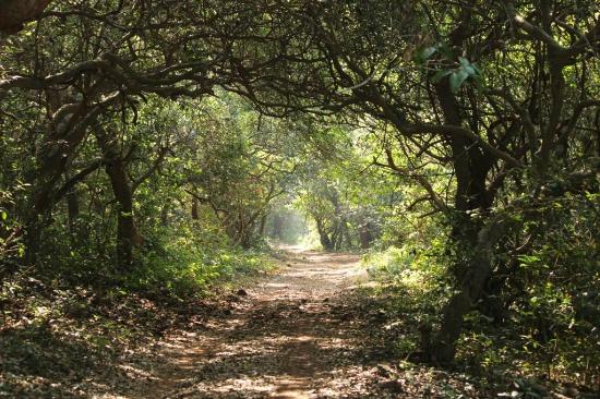 This year, wildlife census will be conducted in the form of Jujabi in Phanasad Sanctuary | फणसाड अभयारण्यात यंदा जुजबी स्वरूपात होणार वन्यजीव प्रगणना