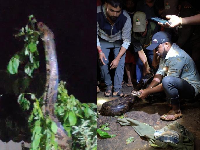 Python reappears in Varnavati Colony in Sangli | सांगलीतील वारणावती वसाहतीमध्ये अजगराचे पुन्हा दर्शन Python reappears in Varnavati Colony in Sangli | सांगलीतील वारणावती वसाहतीमध्ये अजगराचे पुन्हा दर्शन