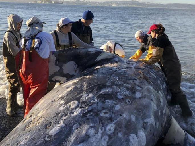 hungry whale dies in philippines 40 kg plastic found in stomach | चिंताजनक अन् दुर्दैवी! व्हेल माशाचा मृत्यू; पोटात सापडलं तब्बल 40 किलो प्लास्टिक hungry whale dies in philippines 40 kg plastic found in stomach | चिंताजनक अन् दुर्दैवी! व्हेल माशाचा मृत्यू; पोटात सापडलं तब्बल 40 किलो प्लास्टिक