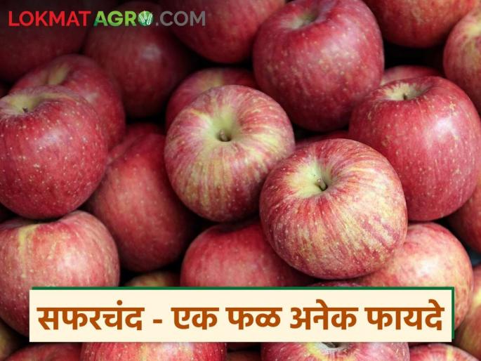 Latest News Apple prices have decreased, demand has increased, effective against many diseases, | Healthy Apple : सफरचंदाचे दर कमी झाले, मागणी वाढली, अनेक आजारांवर गुणकारी Latest News Apple prices have decreased, demand has increased, effective against many diseases, | Healthy Apple : सफरचंदाचे दर कमी झाले, मागणी वाढली, अनेक आजारांवर गुणकारी