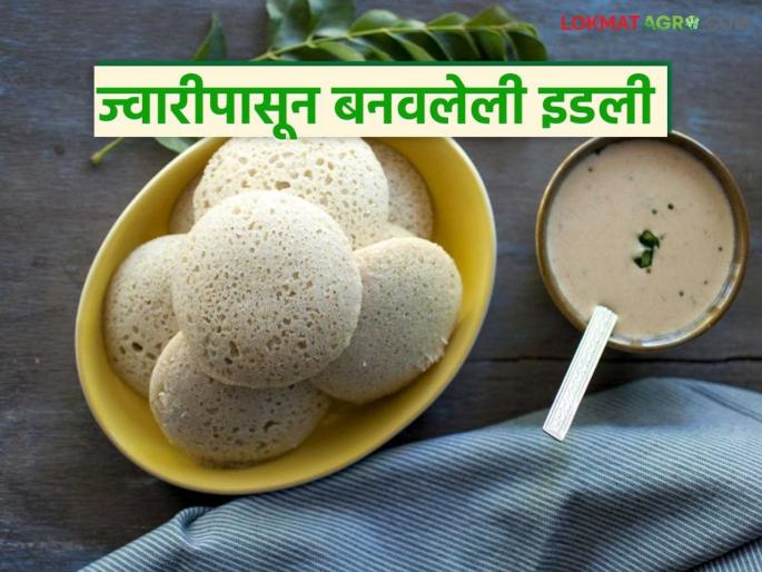 Latest News jwarichi idali Eat idli made from jowar instead of rice, lose weight, see full recipe | तांदळाऐवजी ज्वारीपासून बनवलेली इडली खा, वजन कमी करा, अशी आहे रेसिपी 