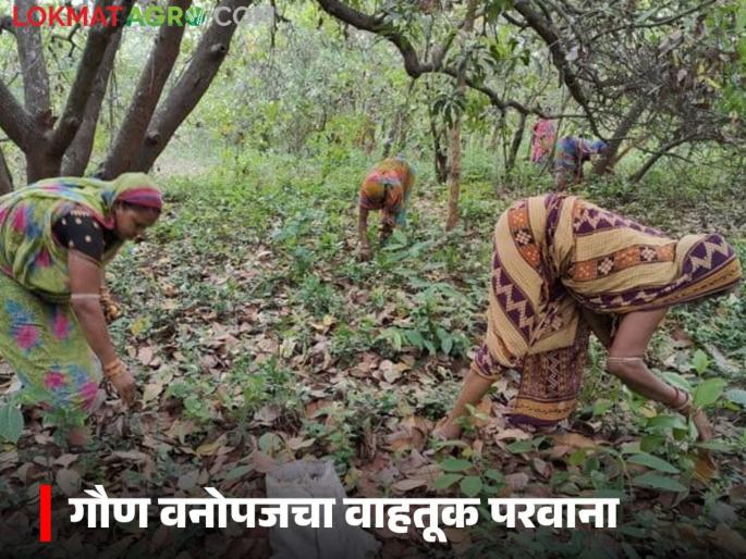 Latest News Gram Sabha has right to issue transportation permits for minor forest produce | गौण वनोपजाचा वाहतूक परवाना देण्याचा अधिकार ग्रामसभेला, 'ते' शासन निर्णय रद्द Latest News Gram Sabha has right to issue transportation permits for minor forest produce | गौण वनोपजाचा वाहतूक परवाना देण्याचा अधिकार ग्रामसभेला, 'ते' शासन निर्णय रद्द