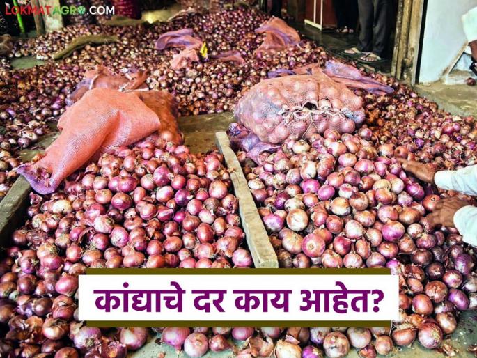 latest news Kanda Market Onion market changed in Lasalgaon, Solapur markets, see details | Kanda Market : लासलगाव, सोलापूर बाजारात कांदा बाजार बदलले, वाचा आज काय दर मिळाला? 