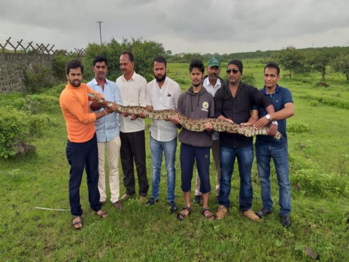 Indian Rock Python snake found in lohgaon | लोहगावात आढळला इंडियन रॉक पायथन अजगर Indian Rock Python snake found in lohgaon | लोहगावात आढळला इंडियन रॉक पायथन अजगर