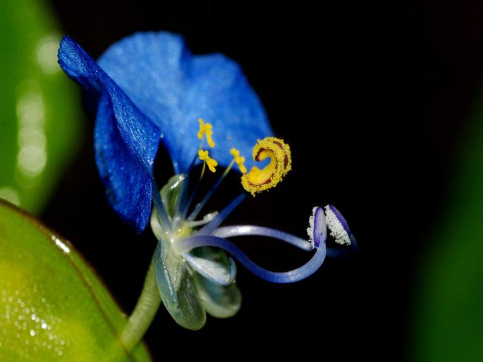 Celebrating the photo of 'Wild Flowers of Maharashtra', Ranphule of Maharashtra, in Thane | ठाण्यातील वृक्षवल्लीत पाहायला मिळणार महाराष्ट्राची रानफुले, ‘वाइल्ड फ्लॉवर्स आॅफ महाराष्ट्र’ या छायाचित्र प्रदर्शनाचे आयोजन