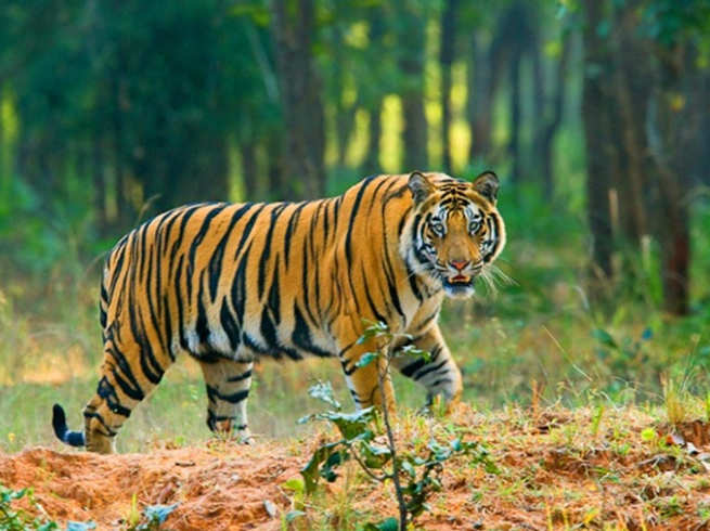 The tiger's 'it' video that is going viral on social media is not from Jalgaon district ... | सोशल मीडियावर व्हायरल होत असलेला वाघाचा ‘तो’ व्हीडिओ जळगाव जिल्ह्यातील नाही...