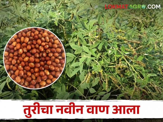 Tur Variety; A new tur variety developed by Rahuri Krishi Vidyapeeth is high yield | Tur Variety राहुरी कृषी विद्यापीठाने विकसीत केलेला नवीन तुरीचा वाण देतोय भरघोस उत्पादन Tur Variety; A new tur variety developed by Rahuri Krishi Vidyapeeth is high yield | Tur Variety राहुरी कृषी विद्यापीठाने विकसीत केलेला नवीन तुरीचा वाण देतोय भरघोस उत्पादन