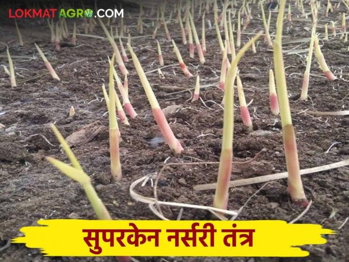 A simple method to prepare sugarcane seedlings at home in a short period of time read in detail | घरच्याघरी कमी कालावधीत ऊसाची रोपे तयार करण्याठी आली सोपी पद्धत वाचा सविस्तर A simple method to prepare sugarcane seedlings at home in a short period of time read in detail | घरच्याघरी कमी कालावधीत ऊसाची रोपे तयार करण्याठी आली सोपी पद्धत वाचा सविस्तर