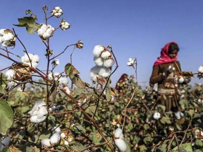 17 thousand farmers in Nandurbar: waiting for insurance | नंदुरबारात 17 हजार शेतक:यांना विम्याची प्रतिक्षा 17 thousand farmers in Nandurbar: waiting for insurance | नंदुरबारात 17 हजार शेतक:यांना विम्याची प्रतिक्षा