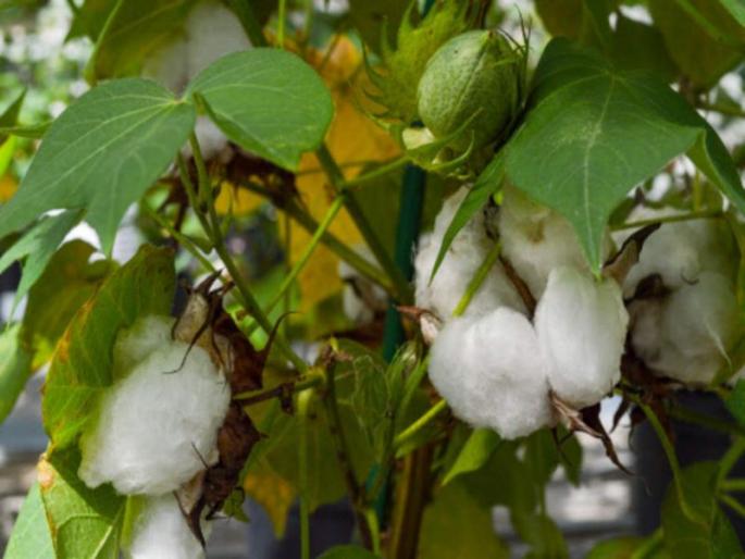 cotton grower in Wardha district in crisis | वर्धा जिल्ह्यातील कापूस उत्पादक हवालदील cotton grower in Wardha district in crisis | वर्धा जिल्ह्यातील कापूस उत्पादक हवालदील