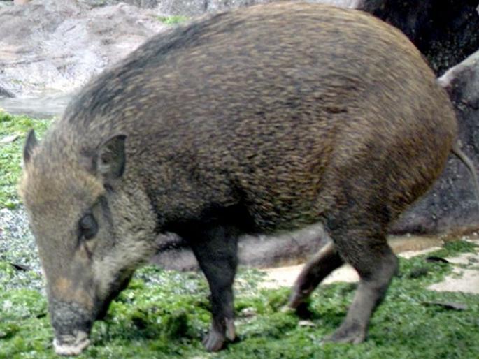 Tamil Nadu team captures 40 pigs | तामिळनाडूच्या पथकाने ४० डुकरांना पकडले Tamil Nadu team captures 40 pigs | तामिळनाडूच्या पथकाने ४० डुकरांना पकडले