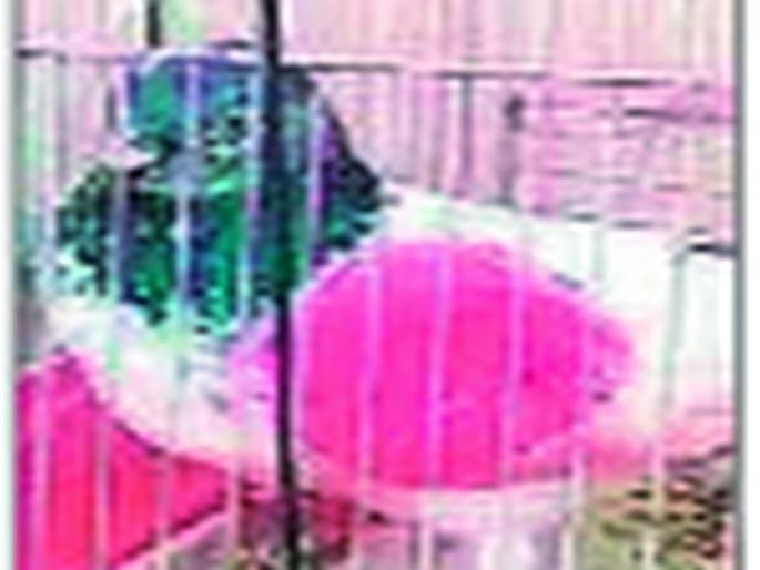  Caught pigeons on Indo-Pak border; Three drones were hijacked two years ago | भारत-पाक सीमेवर कबुतर पकडले; दोन वर्षांपूर्वी तीन ड्रोन पळवून लावले होते