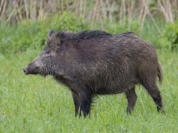 Pig death scare; Health of citizens in Kothrud is a serious issue | डुकरांचा मृत्यू तांडव; कोथरूडमधील नागरिकांच्या आरोग्याचा प्रश्न गंभीर Pig death scare; Health of citizens in Kothrud is a serious issue | डुकरांचा मृत्यू तांडव; कोथरूडमधील नागरिकांच्या आरोग्याचा प्रश्न गंभीर