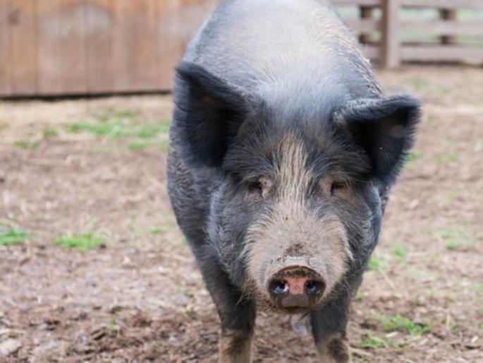 Half hour pigs problems create in the society at Pune | पुण्यात डुकरांच्या टोळीचा सोसायटीत धुमाकूळ Half hour pigs problems create in the society at Pune | पुण्यात डुकरांच्या टोळीचा सोसायटीत धुमाकूळ