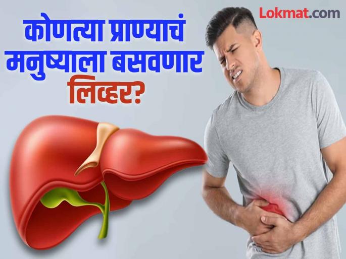 Experimental transplant of gene edited pig liver into human offers hope for new frontier of research | मनुष्याला या प्राण्याचं लिव्हर लावण्याचं होणार क्लीनिकल ट्रायल, FDA कडून मंजूरी Experimental transplant of gene edited pig liver into human offers hope for new frontier of research | मनुष्याला या प्राण्याचं लिव्हर लावण्याचं होणार क्लीनिकल ट्रायल, FDA कडून मंजूरी