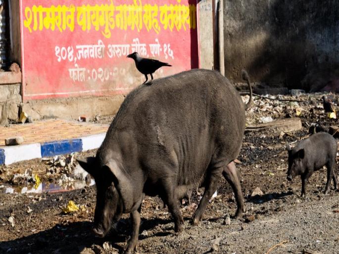 PCMC officers threatening due to catch pigs | डुकरे पकडल्याने महापालिकेच्या गाडीवर दगडफेक PCMC officers threatening due to catch pigs | डुकरे पकडल्याने महापालिकेच्या गाडीवर दगडफेक