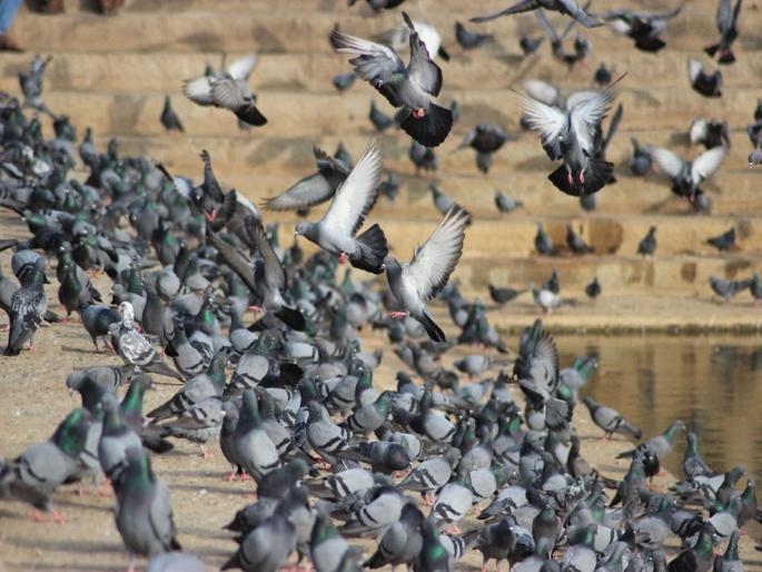 Goregaon Pravasi Sangh's pigeon removal campaign finally got success | गोरेगाव प्रवासी संघाच्या कबूतर हटाव मोहिमेला मिळाले अखेर यश Goregaon Pravasi Sangh's pigeon removal campaign finally got success | गोरेगाव प्रवासी संघाच्या कबूतर हटाव मोहिमेला मिळाले अखेर यश