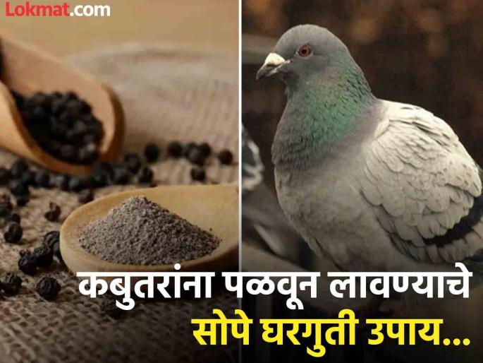Follow these tips to keep these pigeon away from your home | कबुतरांना बाल्कनीपासून दूर ठेवण्याचे सोपे घरगुती उपाय, परत कधी येणार नाही कबूतर! Follow these tips to keep these pigeon away from your home | कबुतरांना बाल्कनीपासून दूर ठेवण्याचे सोपे घरगुती उपाय, परत कधी येणार नाही कबूतर!