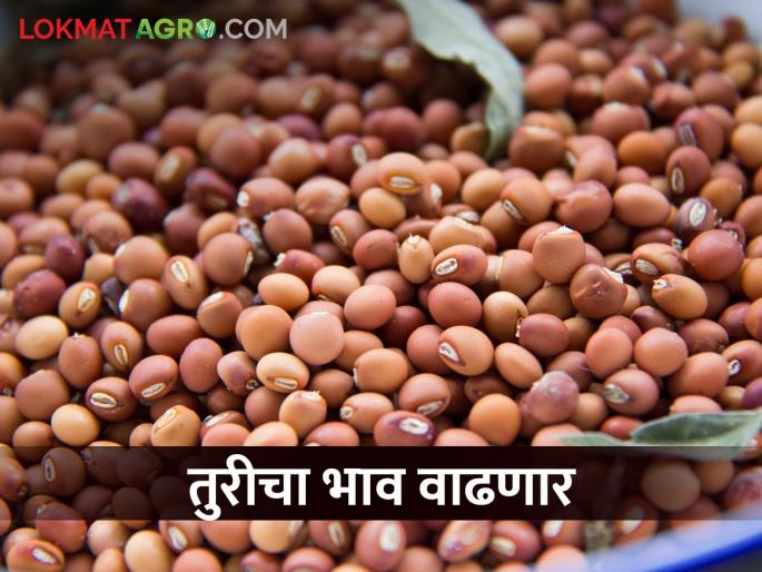 The central government will buy pigeon pea tur, the market price is likely to go up to 11,000 | केंद्र सरकार तूर खरेदी करणार, बाजारभाव अकरा हजारावर जाण्याची शक्यता