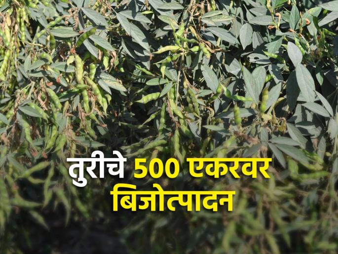 Seed production of Godavari variety of Tur pigeon pea; Vigorous growth on drip irrigation | तुरीच्या गोदावरी वाणाचे बिजोत्पादन; ठिबक सिंचनावर जोमदार वाढ