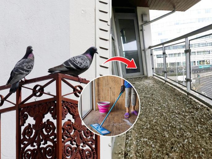 Pigeon Poop Cleaning 3 Tricks From Balcony & Terrace Floor Tips and Tricks to Clean Pigeon Poop on Your Balcony or Terrace How To Clean Pigeon Droppings | कबुतरांनी गॅलरीभर करुन ठेवली घाण, विष्ठेने फरशी ‌खराब-भयानक दुर्गंधी? ३ उपाय-एका मिनिटांत चकाचक...