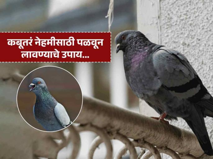 How to get rid of pigeons or kabootar from window and balcony | बाल्कनीत घाण करणाऱ्या कबुतरांना कायमचं पळवण्याचा उपाय, पुन्हा होणार नाही त्यांचा त्रास