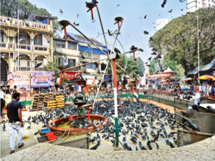 Remove pigeon houses, save health! Dadar's pigeon house to be relocated soon | कबुतरखाने हटवा, आरोग्य वाचवा! दादरच्या कबुतरखान्याचे लवकरच स्थलांतर Remove pigeon houses, save health! Dadar's pigeon house to be relocated soon | कबुतरखाने हटवा, आरोग्य वाचवा! दादरच्या कबुतरखान्याचे लवकरच स्थलांतर