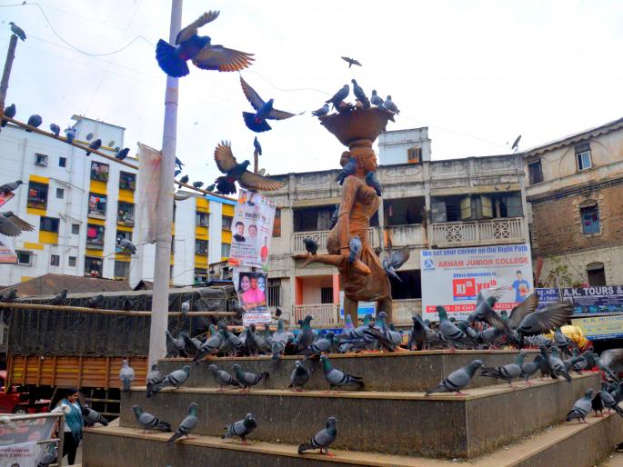 Due to food grains to the pigeons; Invitation to breathing diseases | कबूतरांना नागरिकांकडून खाद्याची खैरात; श्वसनाच्या अाजारांना निमंत्रण