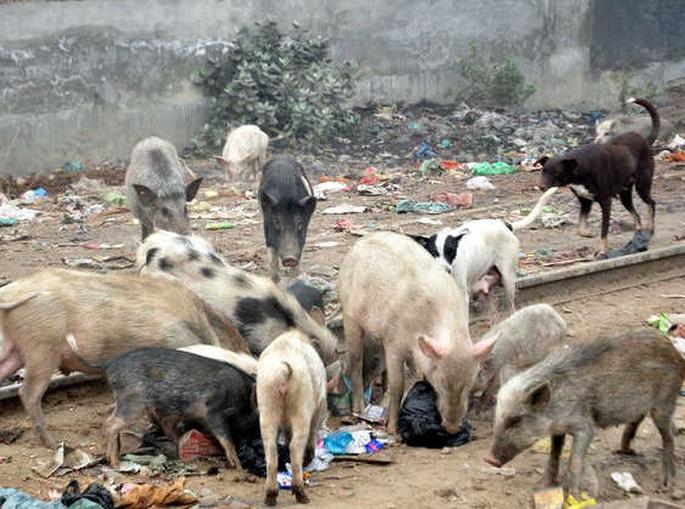 A swarm of pigs in the city of Akola; The commissioner said you suggest the solution! | अकाेला शहरात डुकरांचा उच्छाद; आयुक्त म्हणाल्या तुम्हीच उपाय सूचवा! A swarm of pigs in the city of Akola; The commissioner said you suggest the solution! | अकाेला शहरात डुकरांचा उच्छाद; आयुक्त म्हणाल्या तुम्हीच उपाय सूचवा!