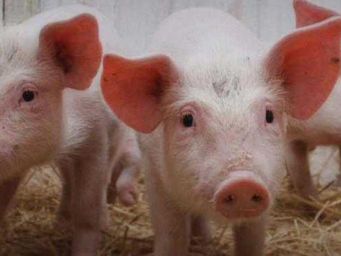 Pigs rise in the Mayor, Deputy Mayor's Division | महापौर, उपमहापौरांच्या प्रभागात डुकरांचा उच्छाद Pigs rise in the Mayor, Deputy Mayor's Division | महापौर, उपमहापौरांच्या प्रभागात डुकरांचा उच्छाद