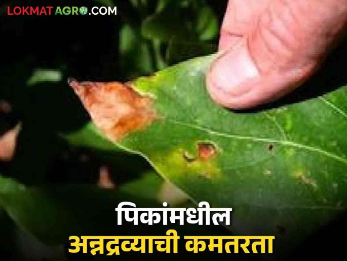 Latest News crop Management Nutrient deficiency, symptoms and remedies in crops, know in detail | Crop Management : अन्नद्रव्यांची कमतरता, पिकावरील लक्षणे आणि उपाय, जाणून घ्या सविस्तर Latest News crop Management Nutrient deficiency, symptoms and remedies in crops, know in detail | Crop Management : अन्नद्रव्यांची कमतरता, पिकावरील लक्षणे आणि उपाय, जाणून घ्या सविस्तर