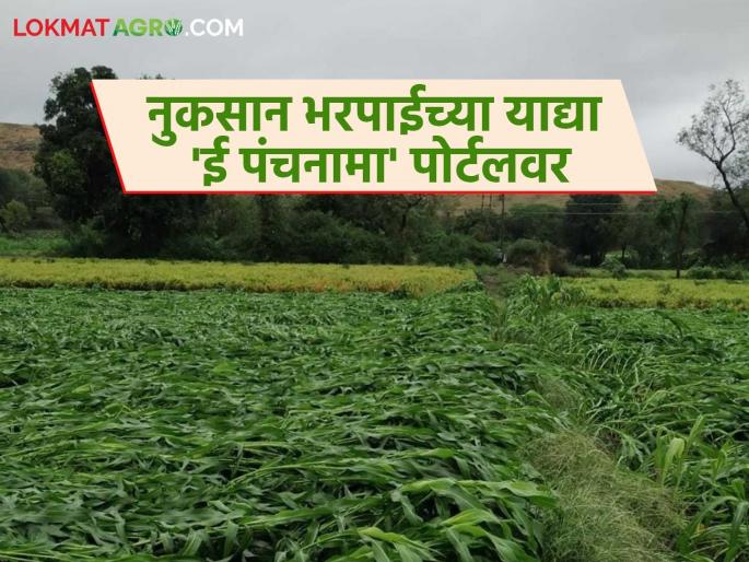Work has begun to upload lists of crop damage on the 'e Panchnama' portal; money will be credited to the account soon | पिकांचे नुकसान झालेल्या याद्या 'ई पंचनामा' पोर्टलवर अपलोड करण्याचे काम सुरु; लवकरच पैसे खात्यावर