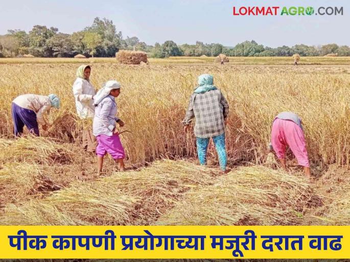 Latest News Agriculture News Daily wage rate Rs. 297 per crop Harvest experiment | Agriculture News : पीक कापणी प्रयोगातील मजुरी वाढविली, कसा असेल यंदाचा मजुरी दर?  Latest News Agriculture News Daily wage rate Rs. 297 per crop Harvest experiment | Agriculture News : पीक कापणी प्रयोगातील मजुरी वाढविली, कसा असेल यंदाचा मजुरी दर?