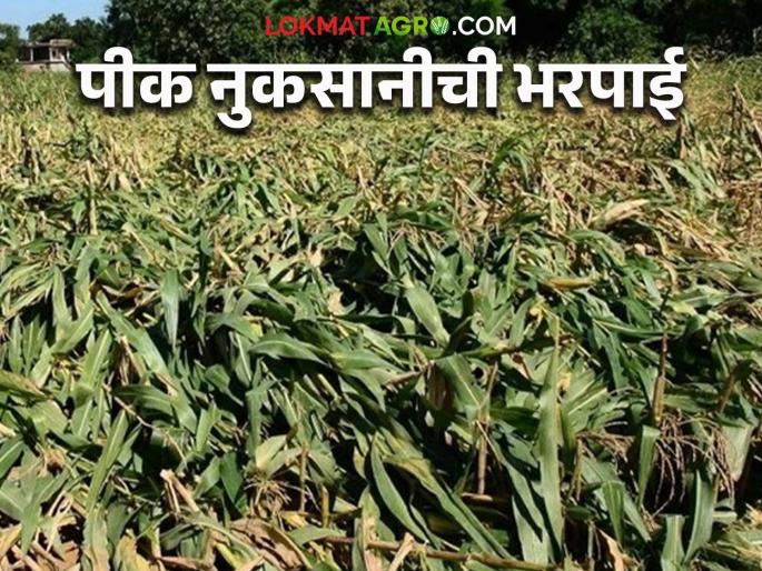 Latest News Elephants damaged maize, Forest Department provided compensation to farmers, read in detail | Agriculture News : हत्तींनी मक्याचे नुकसान केलं, वनविभागाने भरपाई दिली, वाचा सविस्तर  Latest News Elephants damaged maize, Forest Department provided compensation to farmers, read in detail | Agriculture News : हत्तींनी मक्याचे नुकसान केलं, वनविभागाने भरपाई दिली, वाचा सविस्तर