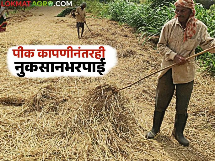 Will there be compensation for the harvested crops? Chief Minister orders to submit a proposal | काढणी झालेल्या पिकांचीही नुकसान भरपाई मिळणार? प्रस्ताव देण्यासाठी मुख्यमंत्र्यांचे आदेश Will there be compensation for the harvested crops? Chief Minister orders to submit a proposal | काढणी झालेल्या पिकांचीही नुकसान भरपाई मिळणार? प्रस्ताव देण्यासाठी मुख्यमंत्र्यांचे आदेश